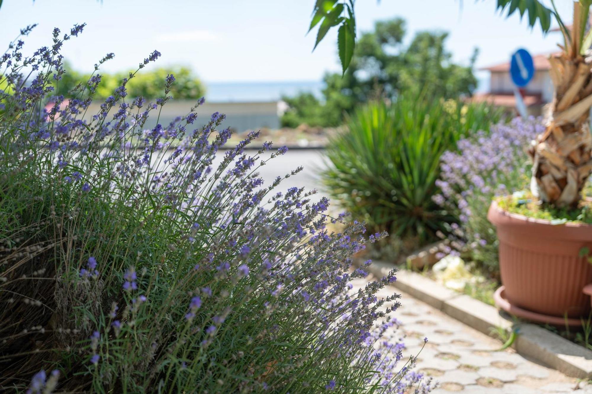Hotel Sea Vista Sveti Vlas Buitenkant foto